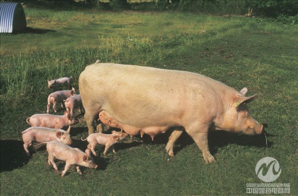 母猪不孕症的治疗
