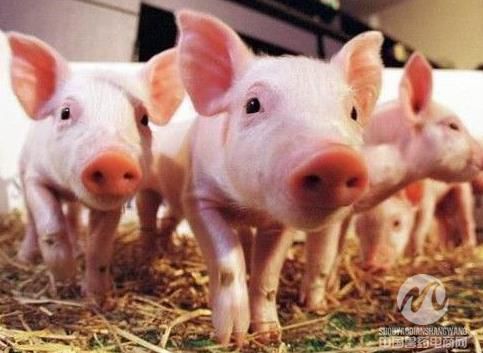  猪病治疗原则及预防猪病的五个关键期防疫