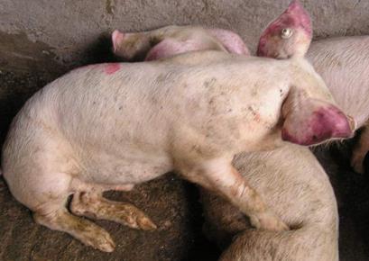 猪呼吸与繁殖障碍综合征