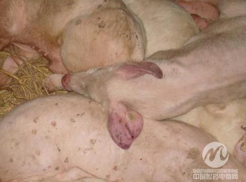 猪副嗜血杆菌病一些特性和临床表现