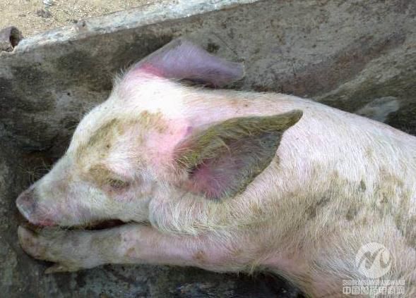 夏季养猪需警惕三种疾病