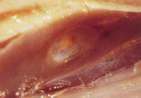 猪囊尾蚴感染，这样的猪肉千万别吃