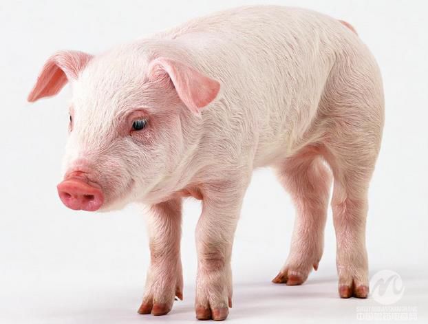 大环内酯类抗生素在猪场的正确使用