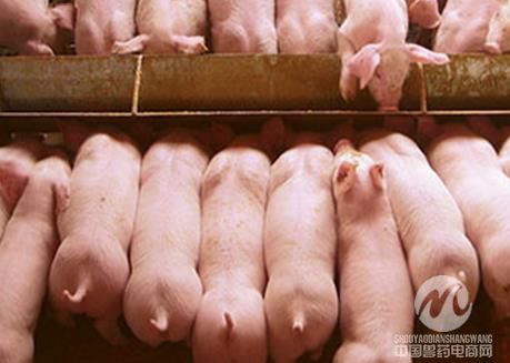 繁殖障碍型猪细小病毒感染怀孕母猪与仔猪的关系问题