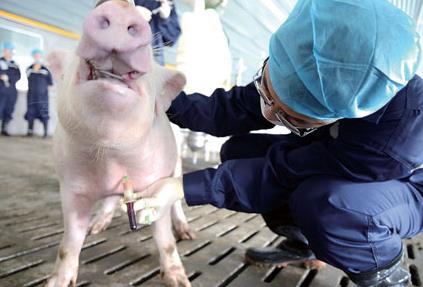 预防猪的细菌性疾病上，是选择预防投药还是免疫接种？