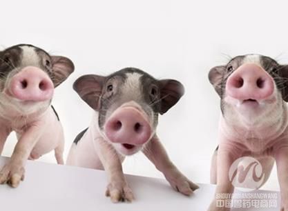 英专家：“茶杯”猪可能会造成严重的动物福利问题