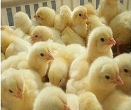 多国爆发H5N8禽流感，肉鸡行业何去何从