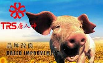湖南专项助建唐人神种猪“智能猪场”