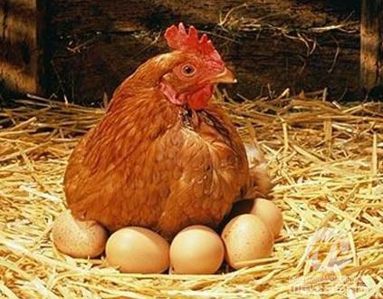 蛋鸡行业亏损达到110亿，谁来拯救